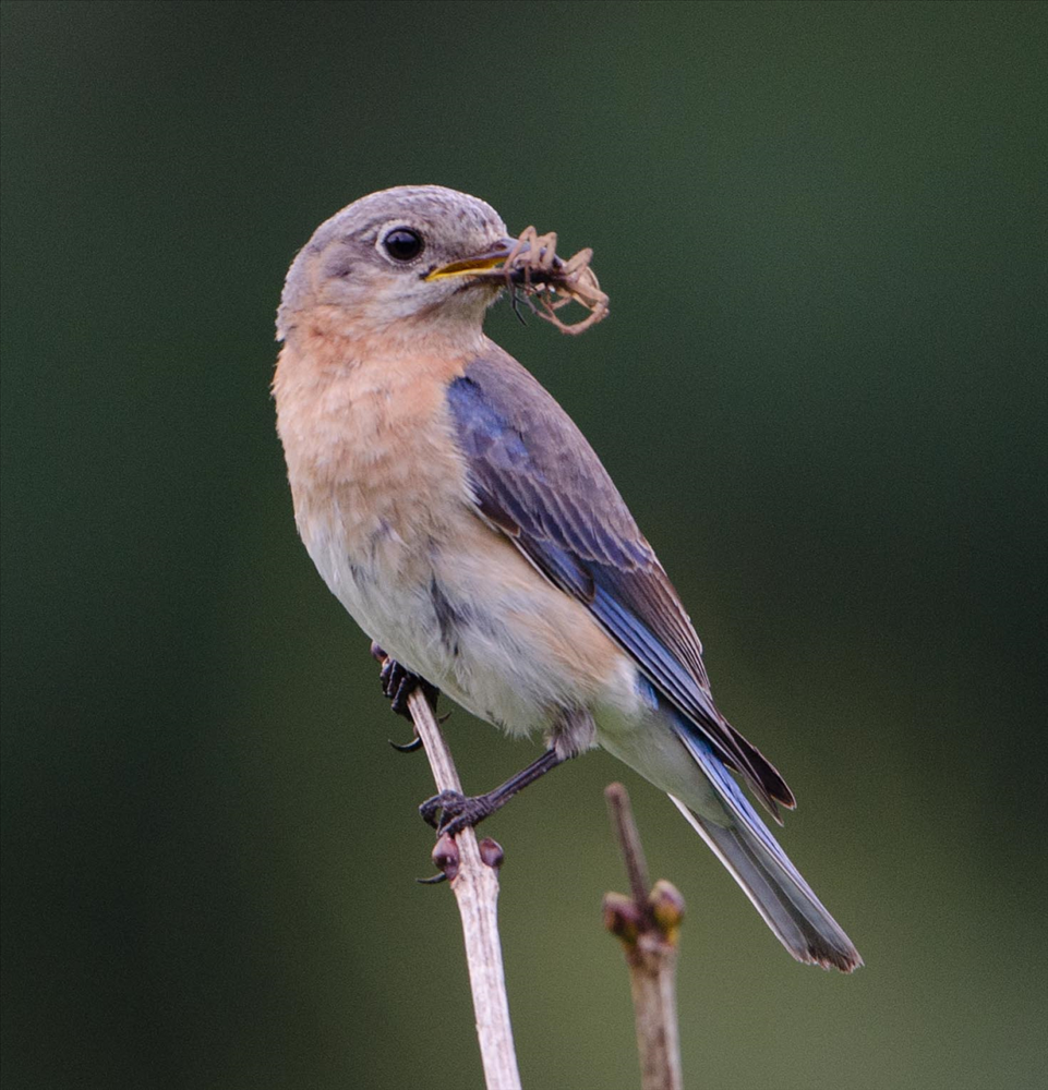 Bluebird with Spider Bluebird with Spider