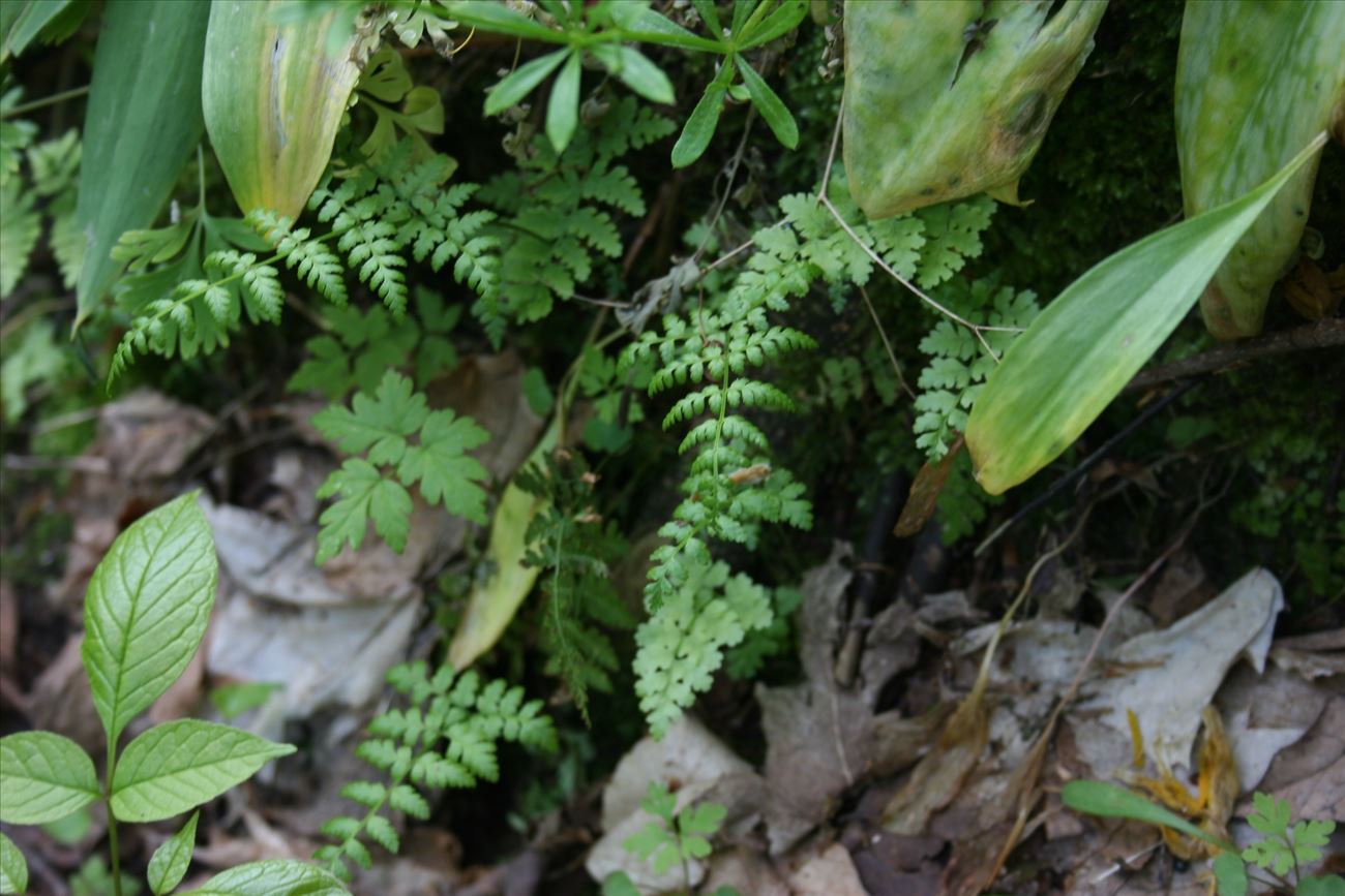Fragile Fern (Crysopteris) Fragile Fern (Crysopteris)
