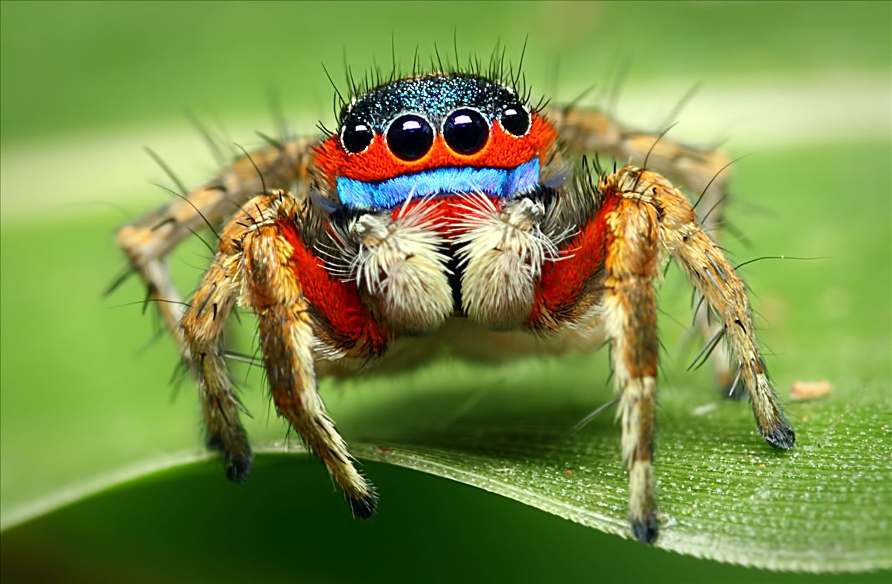 Jumping Spider Jumping Spider