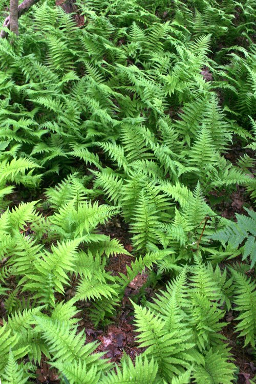 New York Fern (Thelypteris noveboracensis) New York Fern (Thelypteris noveboracensis)