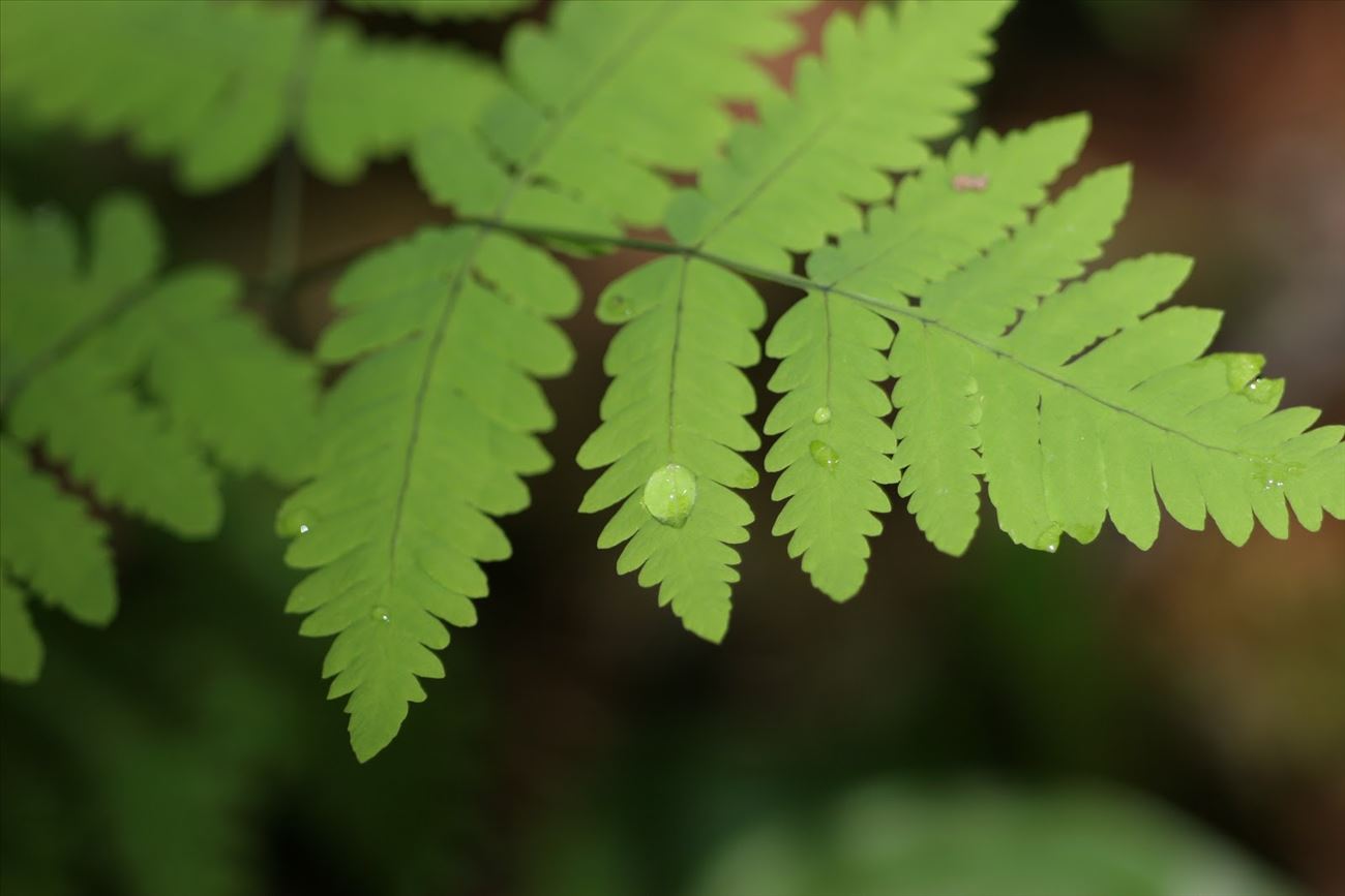 Oak Fern (Gymnocarpium dryopteris) Oak Fern (Gymnocarpium dryopteris)