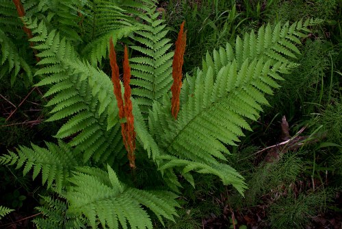 Cinnamon Fern (Osmunda cinnamomea) Cinnamon Fern (Osmunda cinnamomea)