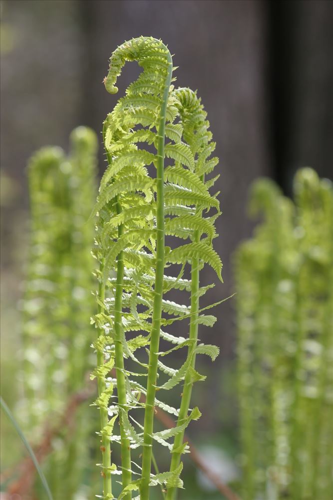 Ostrich Fern (Matteuccia struthiopteris) Ostrich Fern (Matteuccia struthiopteris)