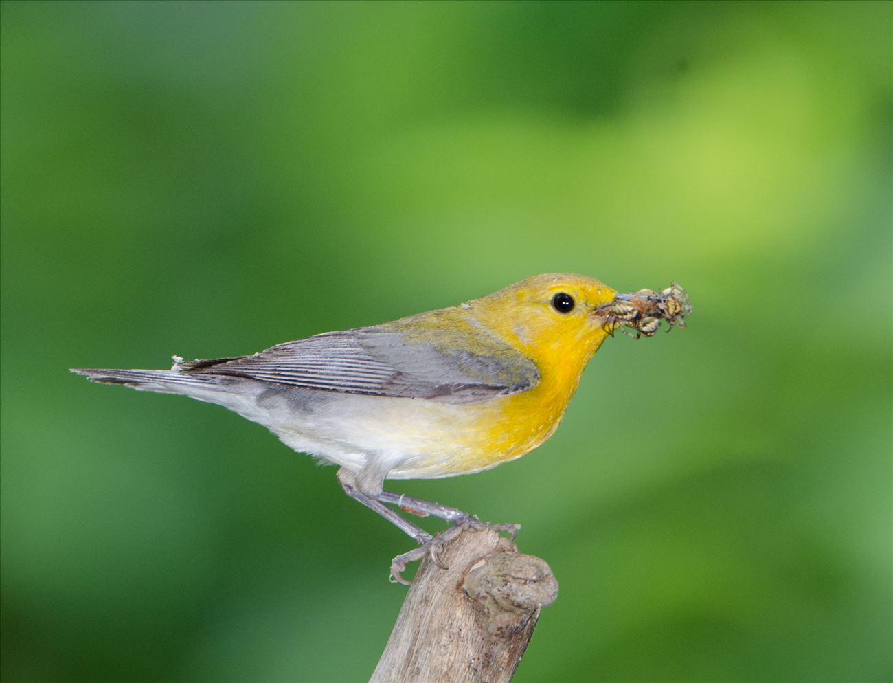 Prothonotary Warbler with Spiders Prothonotary Warbler with Spiders