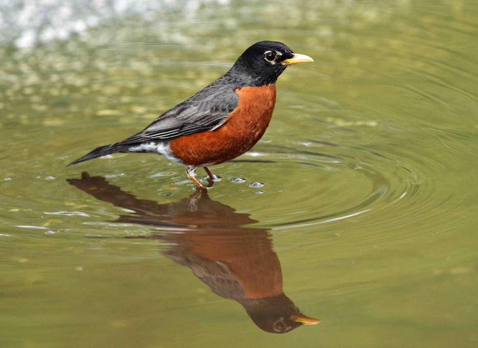 American Robin American Robin