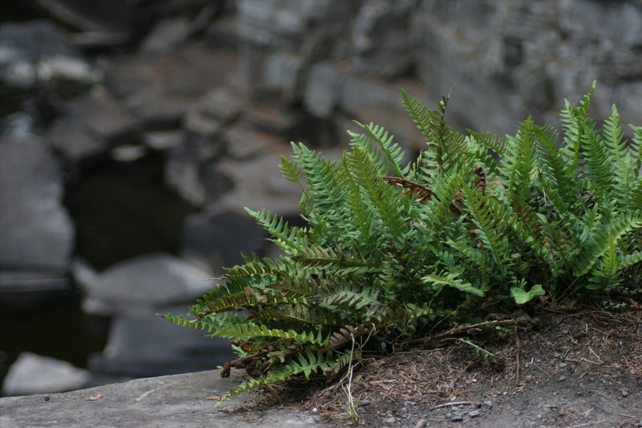 Rock Polypody (Polypodium virginianum) Rock Polypody (Polypodium virginianum)