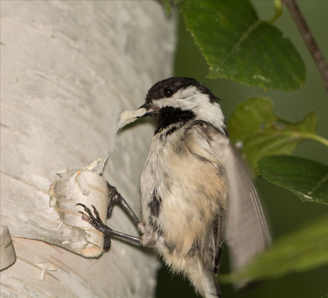 Chickadee with Spider Egg Case Chickadee with Spider Egg Case